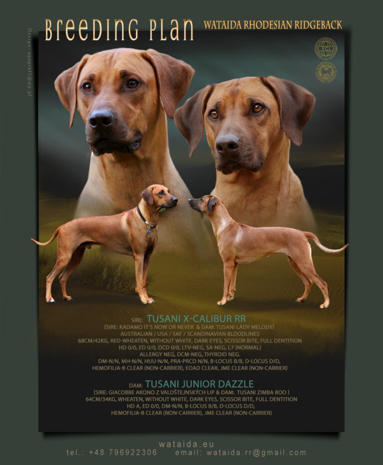 Zapowiedz miotu Dudi Rozee