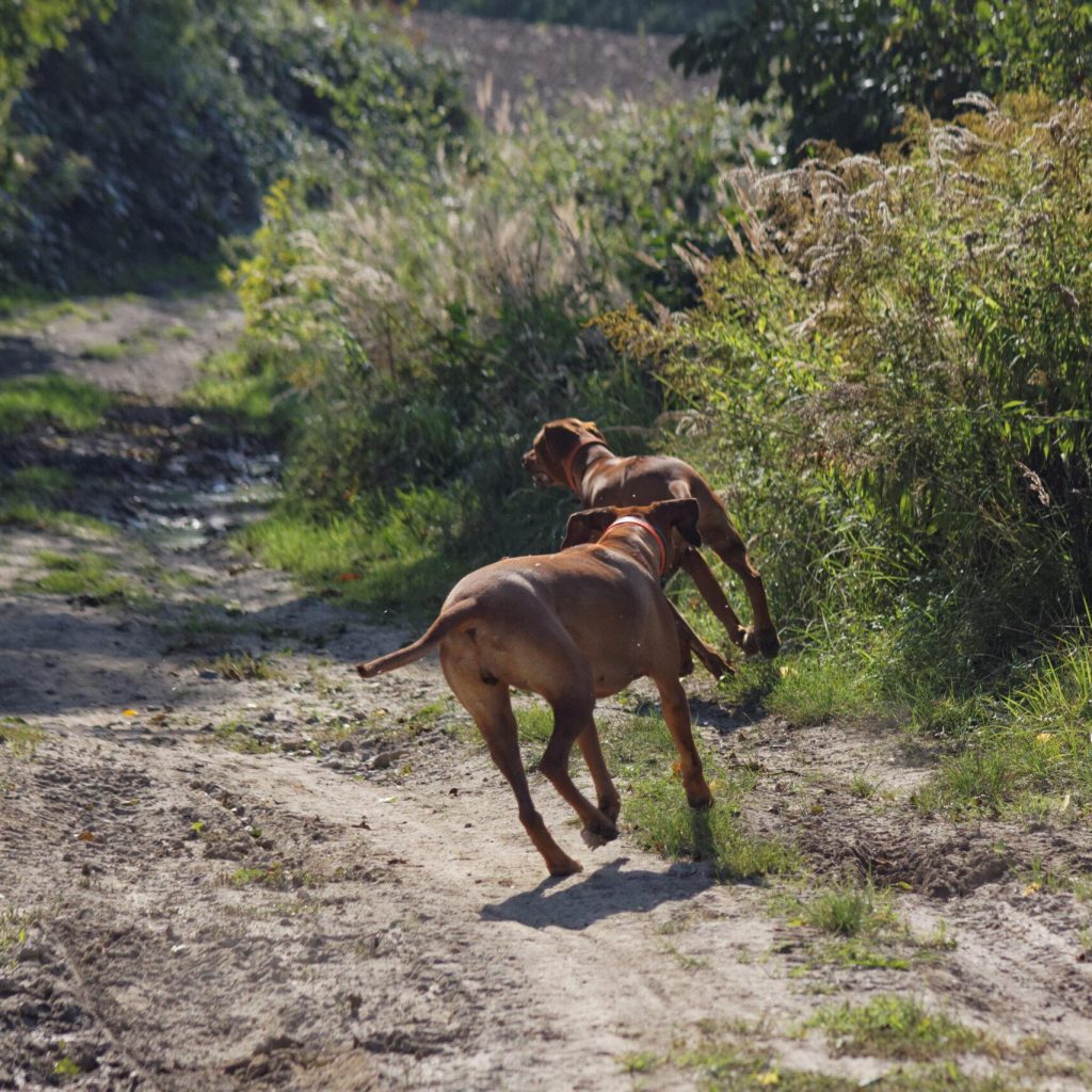 IMG_2678_DxO