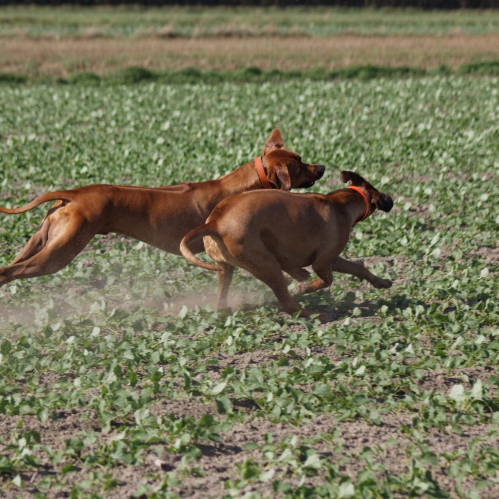 IMG_2690_DxO