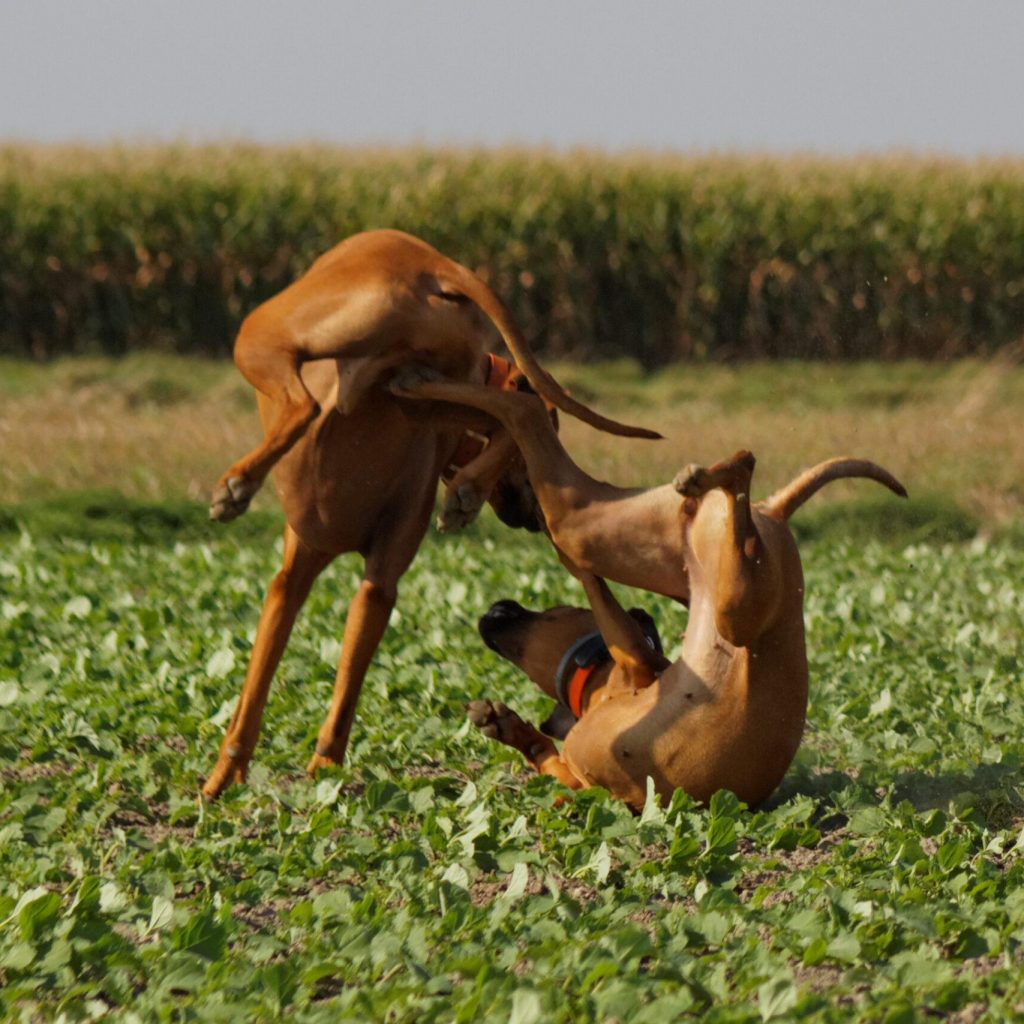 IMG_2713_DxO